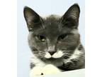 Adopt Andy & Dandy ~Andy's pictures~ a Russian Blue