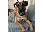 Adopt Kade a Shepherd (Unknown Type) / Boxer dog in Brooklyn, NY (38186374)