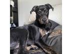 Adopt Felix a Labrador Retriever / Hound (Unknown Type) dog in Brooklyn