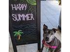 Adopt Aura a Brindle Mixed Breed (Medium) / Mixed dog in Naples, FL (38061587)