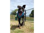 Adopt Shadow a Black - with White Australian Cattle Dog / Mixed dog in