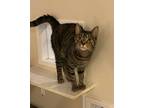 Adopt Robin a Brown Tabby Domestic Shorthair / Mixed (short coat) cat in