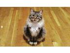 Adopt Zaddie a Spotted Tabby/Leopard Spotted Domestic Mediumhair cat in Amherst