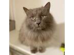 Adopt Suede a Russian Blue