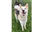 Adopt LIZZIE a Husky