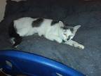 Adopt Honey a Gray or Blue (Mostly) Domestic Shorthair / Mixed cat in Iroquois