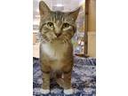 Adopt Ivan a Brown Tabby Domestic Shorthair / Mixed (short coat) cat in