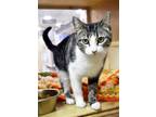 Adopt Luella a Brown Tabby Domestic Shorthair / Mixed (short coat) cat in