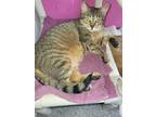 Adopt Oatmeal a Brown Tabby Domestic Shorthair / Mixed cat in Iroquois
