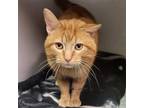 Adopt Pepperoni a Orange or Red Domestic Shorthair / Mixed (short coat) cat in