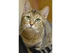 Adopt Yoguart a Brown Tabby Domestic Shorthair / Mixed (short coat) cat in