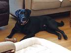 Adopt Neville a Black Labrador Retriever dog in Sacramento, CA (38201577)