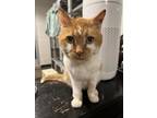 Adopt Slater a Orange or Red (Mostly) Domestic Shorthair / Mixed (short coat)