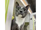 Adopt Oliver - Adopt, Foster, Foster to Adopt a Gray or Blue Domestic Shorthair
