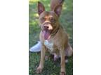 Adopt Altimus a Tan/Yellow/Fawn American Pit Bull Terrier / Mixed dog in