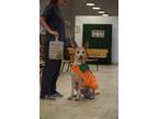 Adopt Glory a Tan/Yellow/Fawn Great Dane / Mixed dog in Gulfport, MS (38307522)