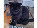 Adopt Raven a All Black Domestic Shorthair / Mixed (short coat) cat in Richmond
