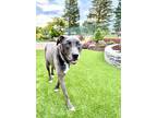 Adopt Jake a Gray/Blue/Silver/Salt & Pepper American Pit Bull Terrier /