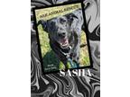 Adopt Sasha a Terrier, Mixed Breed