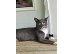 Adopt Moo Moo a Gray or Blue Domestic Shorthair / Mixed Breed (Medium) / Mixed