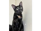 Adopt Kaia a All Black Domestic Shorthair / Domestic Shorthair / Mixed cat in