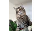 Adopt Avery a All Black Domestic Mediumhair / Domestic Shorthair / Mixed cat in