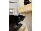 Adopt Archie a All Black Domestic Mediumhair / Domestic Shorthair / Mixed cat in