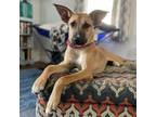 Adopt Irita-Foster a Tan/Yellow/Fawn Labrador Retriever / Mixed dog in