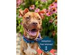 Adopt Maude a Tan/Yellow/Fawn Mixed Breed (Large) / Mixed dog in Cincinnati