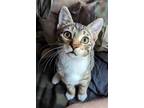Adopt Hilton a Gray or Blue Domestic Shorthair / Domestic Shorthair / Mixed cat