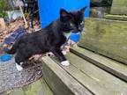 Adopt Bootsie a Domestic Short Hair