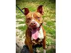 Adopt Daphne a American Staffordshire Terrier