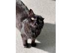 Adopt Fiona a All Black Domestic Mediumhair / Domestic Shorthair / Mixed cat in