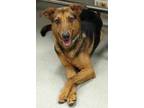 Adopt Isabelle a Black German Shepherd Dog / Mixed dog in Mesquite