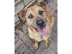 Adopt Bonnie a Tan/Yellow/Fawn Shar Pei / Mixed dog in Mesquite, TX (38109044)