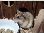 Adopt Double You a Hamster