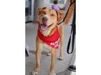 Adopt Larry(HW-) a Brown/Chocolate American Pit Bull Terrier / Shepherd (Unknown