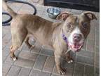 Adopt Roger a Brown/Chocolate American Pit Bull Terrier / Mixed dog in Mesquite