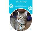 Adopt Curly (FIV+) (Pounce Cat Cafe) a Brown or Chocolate Domestic Shorthair /