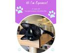 Adopt Equinox (FIV+) (Pounce Cat Cafe) a All Black Domestic Shorthair / Domestic