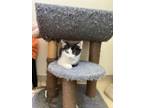 Adopt Tinky-winky 'Sushi' a All Black Domestic Shorthair / Domestic Shorthair /