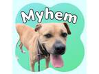 Adopt Myhem a Tan/Yellow/Fawn Mixed Breed (Large) / Mixed dog in Ashtabula