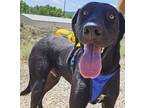 Adopt Draco a Black Bluetick Coonhound / Labrador Retriever / Mixed dog in