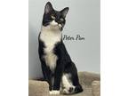 Adopt Peter Pan a Domestic Shorthair / Mixed (short coat) cat in Naugatuck