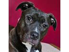 Adopt Bitty Boop a American Staffordshire Terrier, Mixed Breed