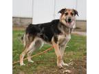 Adopt Shelby a German Shepherd Dog, Mixed Breed