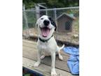 Adopt Frida a White - with Black Labrador Retriever / Pit Bull Terrier / Mixed