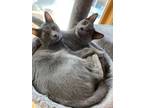 Adopt Eliza and Peggy a Domestic Short Hair