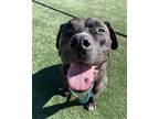 Adopt JODY a Black - with White American Pit Bull Terrier / Mixed dog in