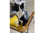 Adopt Sol a Black & White or Tuxedo Domestic Shorthair / Mixed (short coat) cat